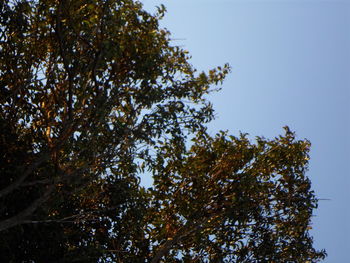 Low angle view of trees against clear sky