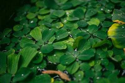 Close-up of water drops on leaves