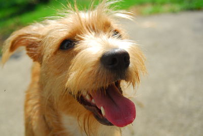 Close-up portrait of dog