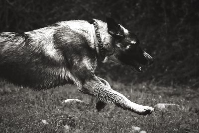Close-up of dog
