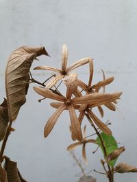 Close-up of dry leaves against blurred background