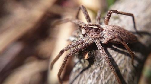 Close-up of spider on branch