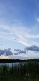 Birds flying over field against sky