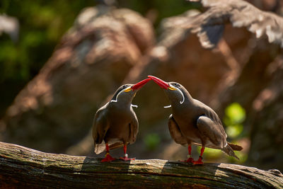 Close up portrait of two chilean inca terns perched on a branch, in synchronization looking up