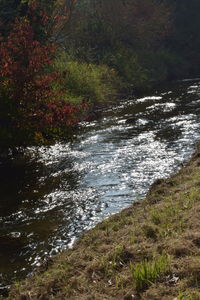 Scenic view of forest during autumn