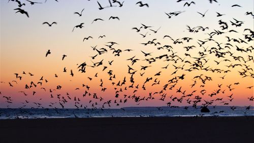 Flock of birds flying over sea against clear sky