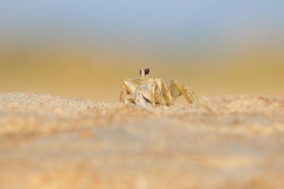 Close-up of spider on sand