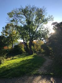 Trees on landscape against sky