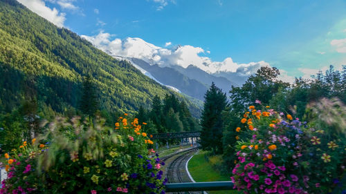 Scenic view of flowering plants and mountains against sky