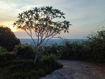 Trees growing on field by sea against sky during sunset