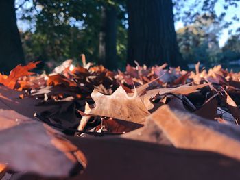 Close-up of autumn leaves on fallen tree