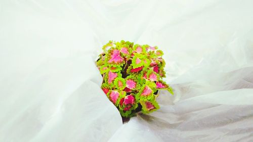 High angle view of pink flowering plant