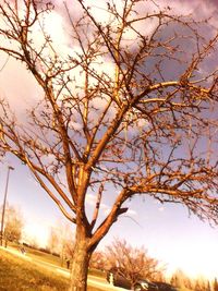 Bare trees against sky at sunset