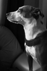 Side view of dog looking away while sitting on sofa