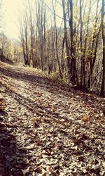 Dirt road passing through forest