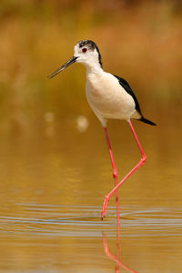 Bird perching on a lake