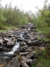 Stream flowing through forest