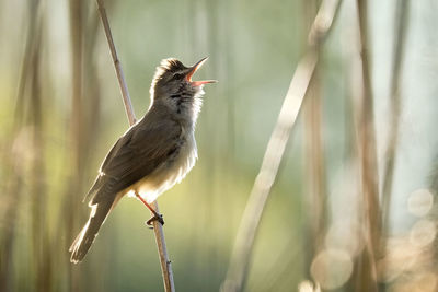 Close-up of bird perching on a plant