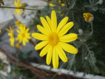 Close-up of yellow flower