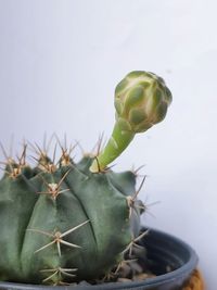 Close-up of succulent plant