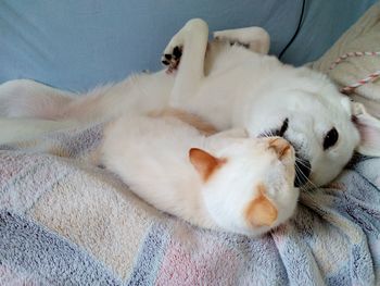 Cat lying on bed at home