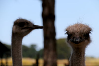 Close-up of ostrich against sky