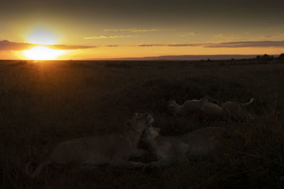 Scenic view of field against sky during sunset