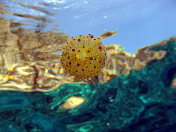 Close-up of jellyfish in sea