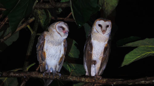 Close-up of barn owls perching on branch during night