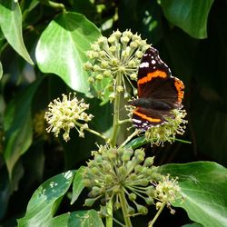 Close-up of butterfly on plant