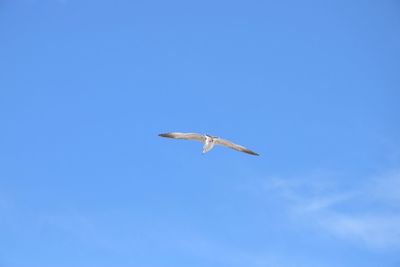 Low angle view of seagull flying in sky