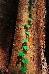 Close-up of ivy growing on tree trunk in forest