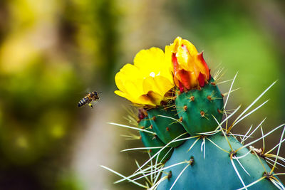 Close-up of bee pollinating on yellow flower