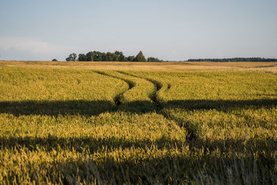 Scenic view of agricultural field against sky