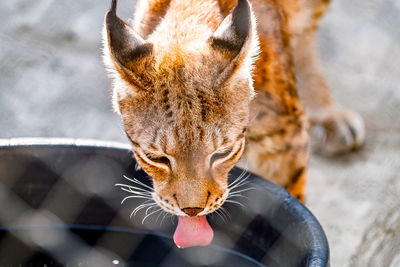 Caracal drinking water