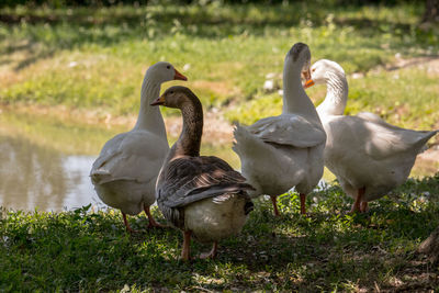 High angle view of geese on field