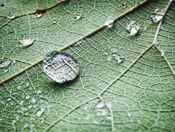 Close-up of leaf on water