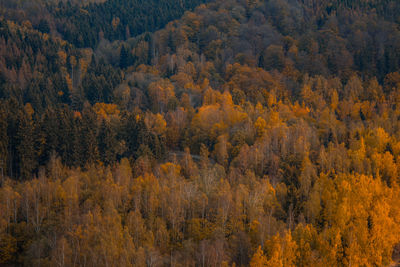 Pine trees in forest during autumn