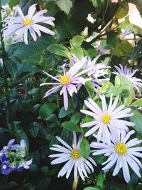 Close-up of flowers blooming outdoors
