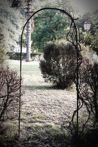 Trees growing on field