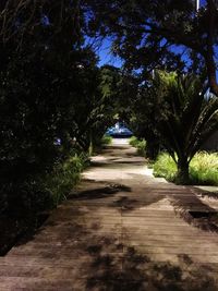 Trees growing outdoors