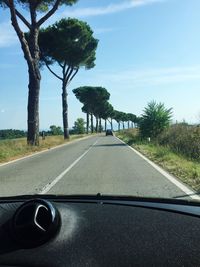 Road along trees