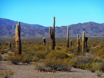 Scenic view of mountains against clear blue sky