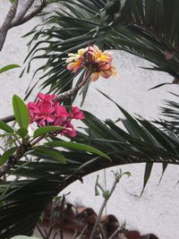 Close-up of pink flower blooming outdoors