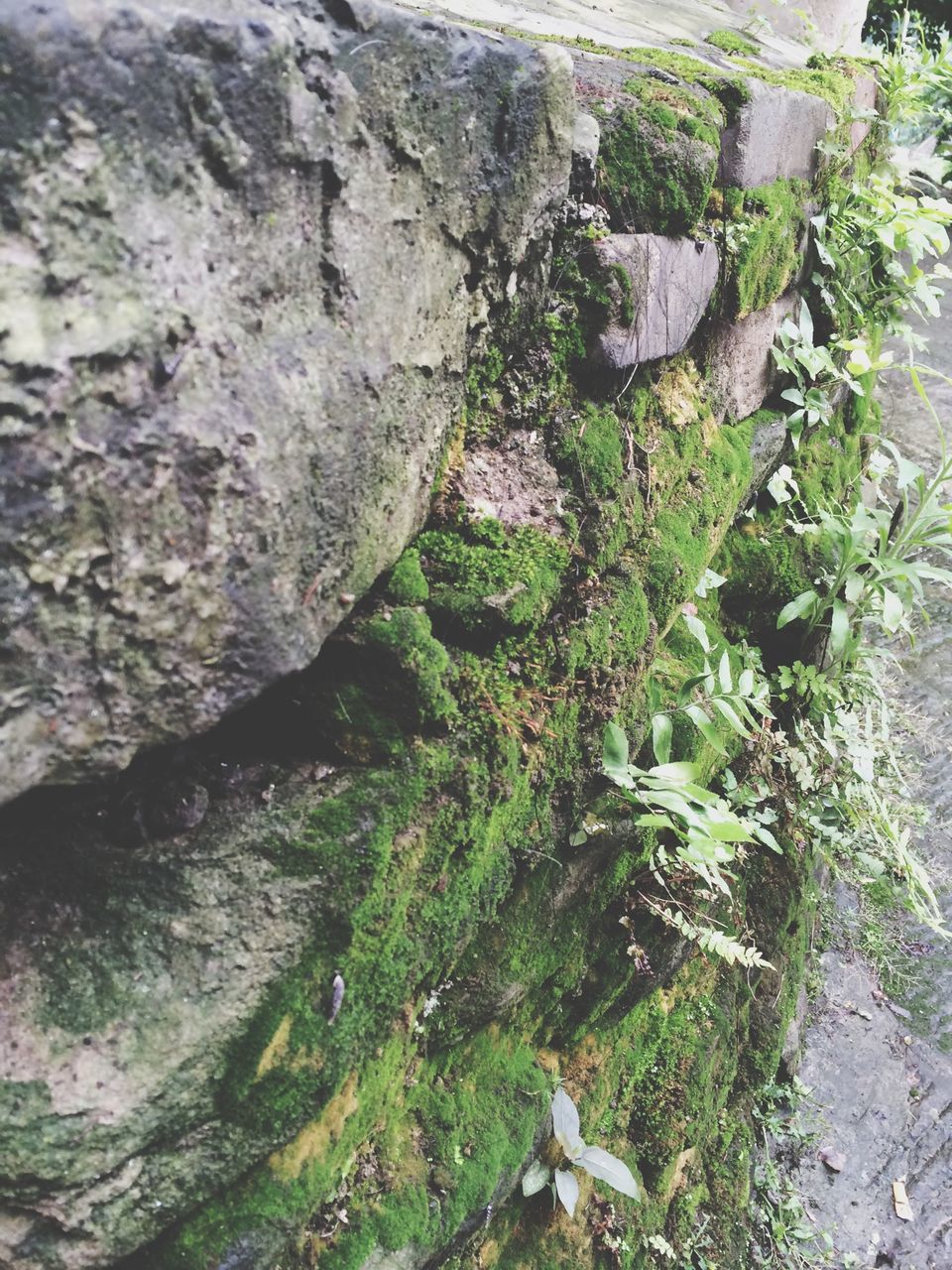 rock - object, textured, growth, nature, moss, rough, rock formation, plant, tranquility, high angle view, rock, beauty in nature, day, outdoors, tree, green color, no people, tree trunk, growing, close-up