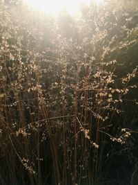 Close-up of stalks in field against bright sun