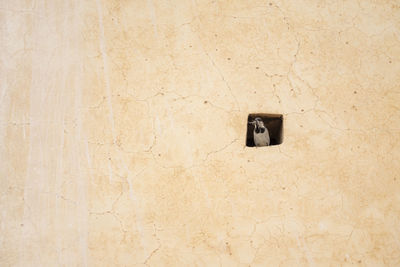 Closed window on a moroccan wall