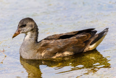 Close-up of duck swimming in lake