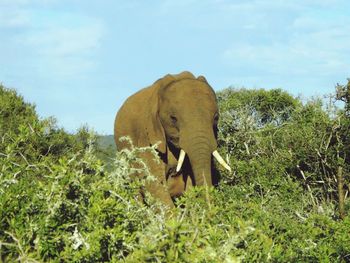 Low angle view of elephant on grass against sky