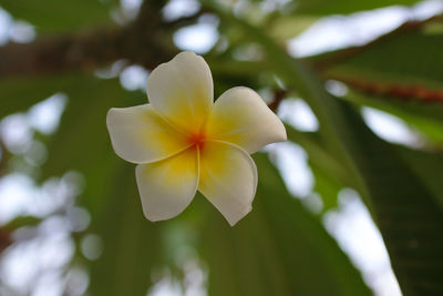 Close-up of white flowering plant